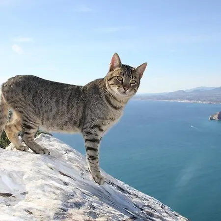 Sanlio - Plusholidays *